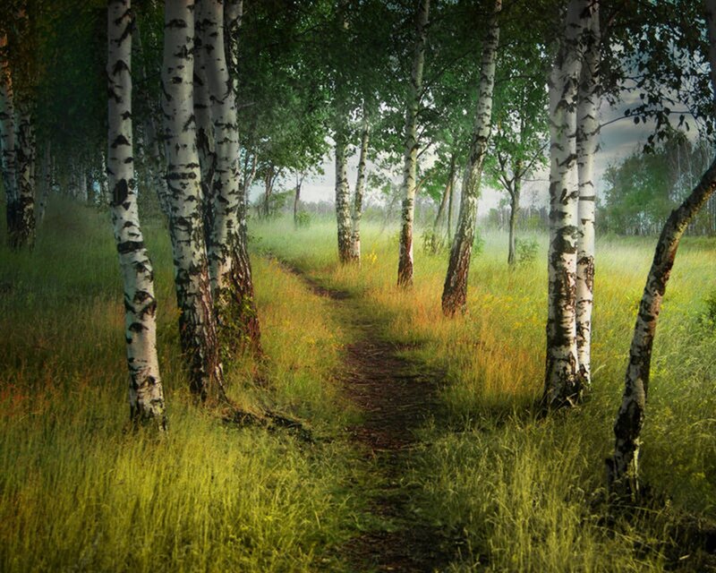 Path Through Birch Forest — Green, Serene, Morning