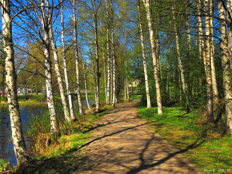 Path Through Birch Forest — Green, Serene, Spring