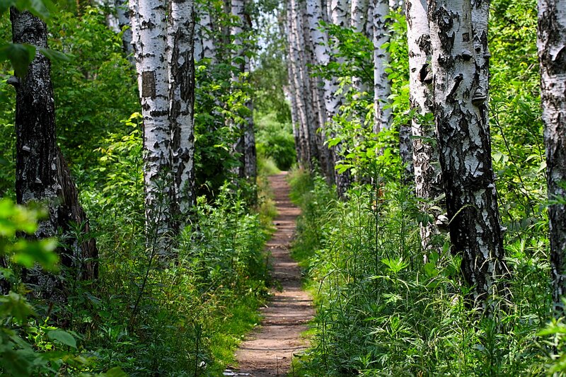 Path Through Birch Forest — Green, Serene, Summer, Photograph, Birch Trees
