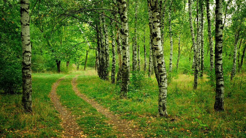 Path Through Birch Forest — Green, Serene, Summer, Photograph