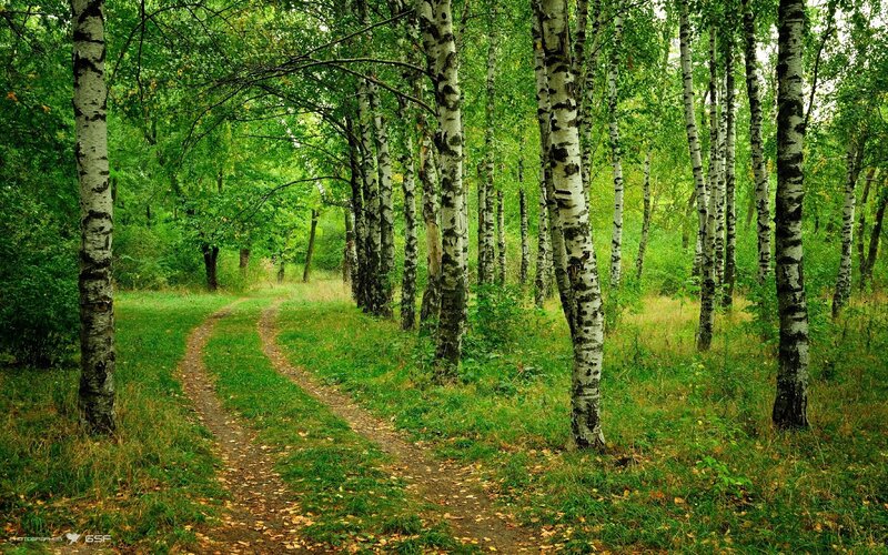 Path Through Birch Forest — Green, Serene, Summer, Photograph, Trees, Grass, Leaves