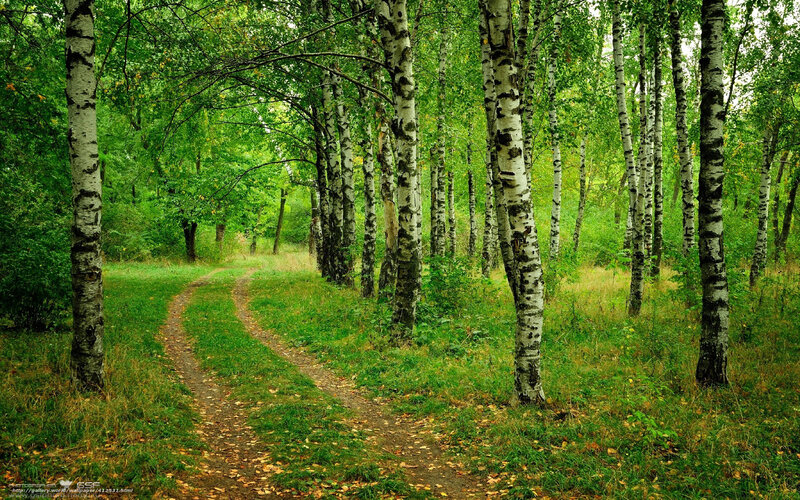 Path Through Birch Forest — Green, Serene, Summer, Photograph, Trees, Grass