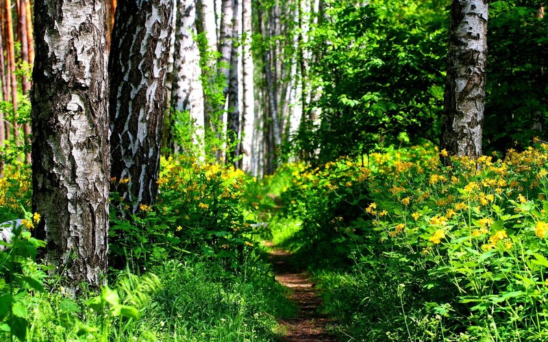 Path Through Birch Forest — Green, Serene, Summer, Photograph, Trees