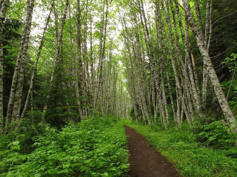 Path Through Birch Forest — Green, Serene, Summer