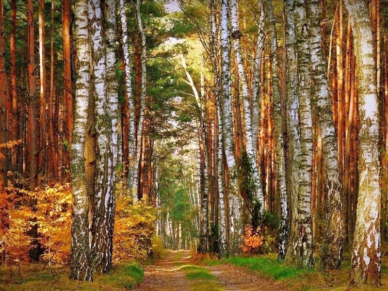 Path Through Birch Forest — Green