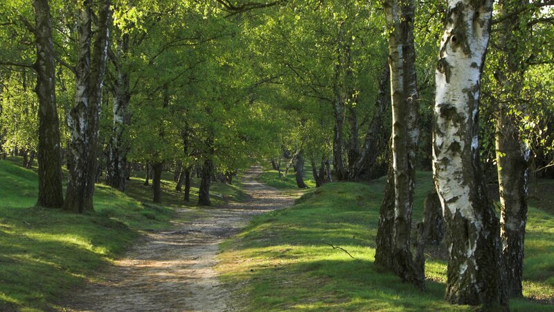 Path Through Birch Forest — Serene