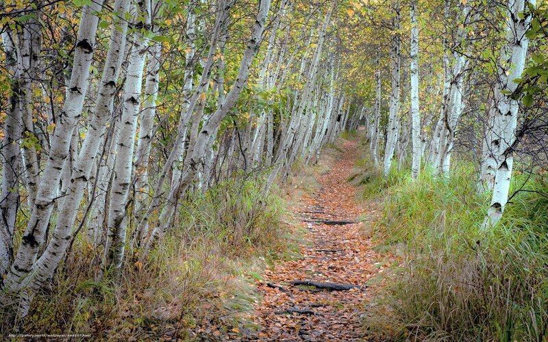 Path Through Birch Forest — White, Serene, Autumn