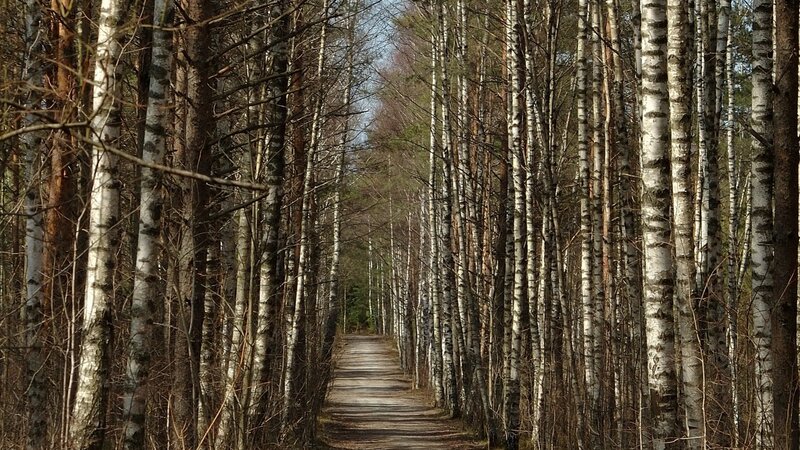 Path Through Birch Forest — White, Serene, Spring