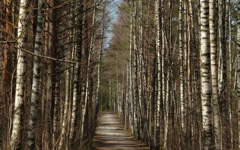 Path Through Birch Forest — White, Serene
