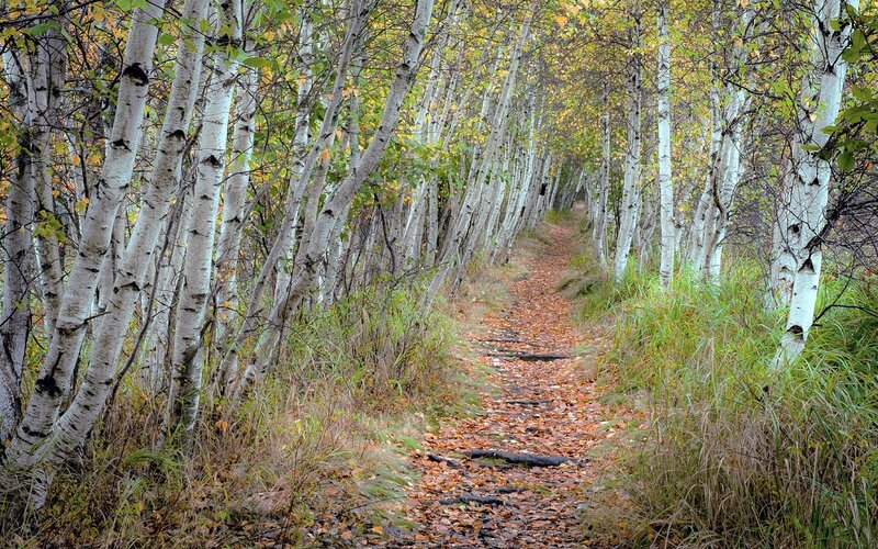 Path Through Birch Forest — White