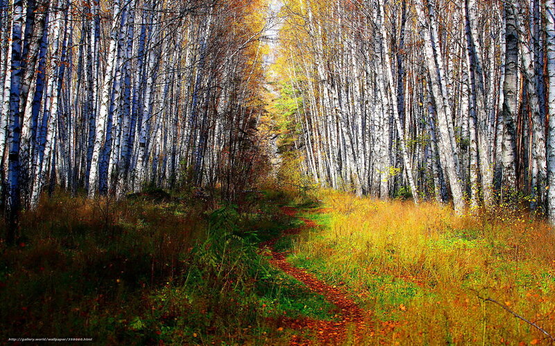 Path Through Birch Forest — Yellow, Serene, Autumn, Photograph