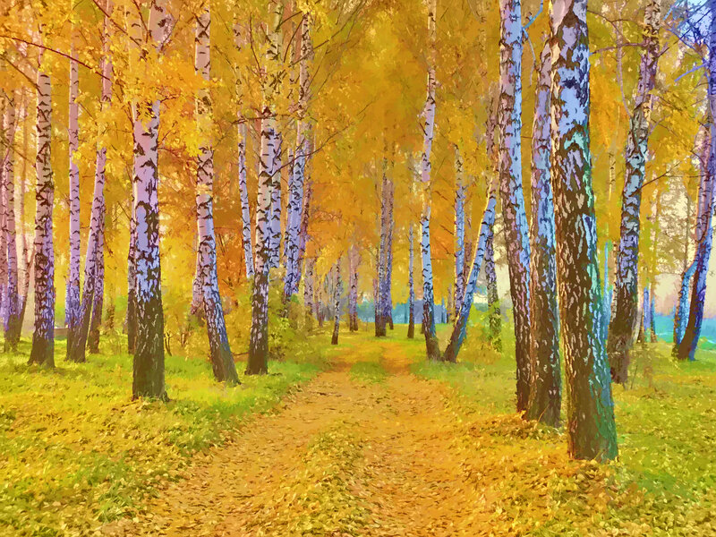 Path Through Birch Forest — Yellow, Serene, Autumn