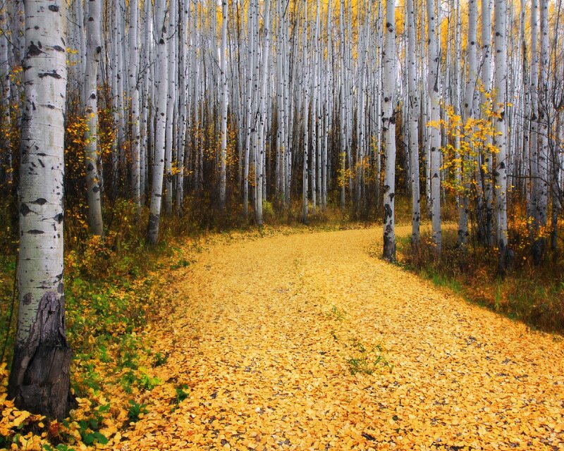 Path Through Birch Forest — Yellow, Serene