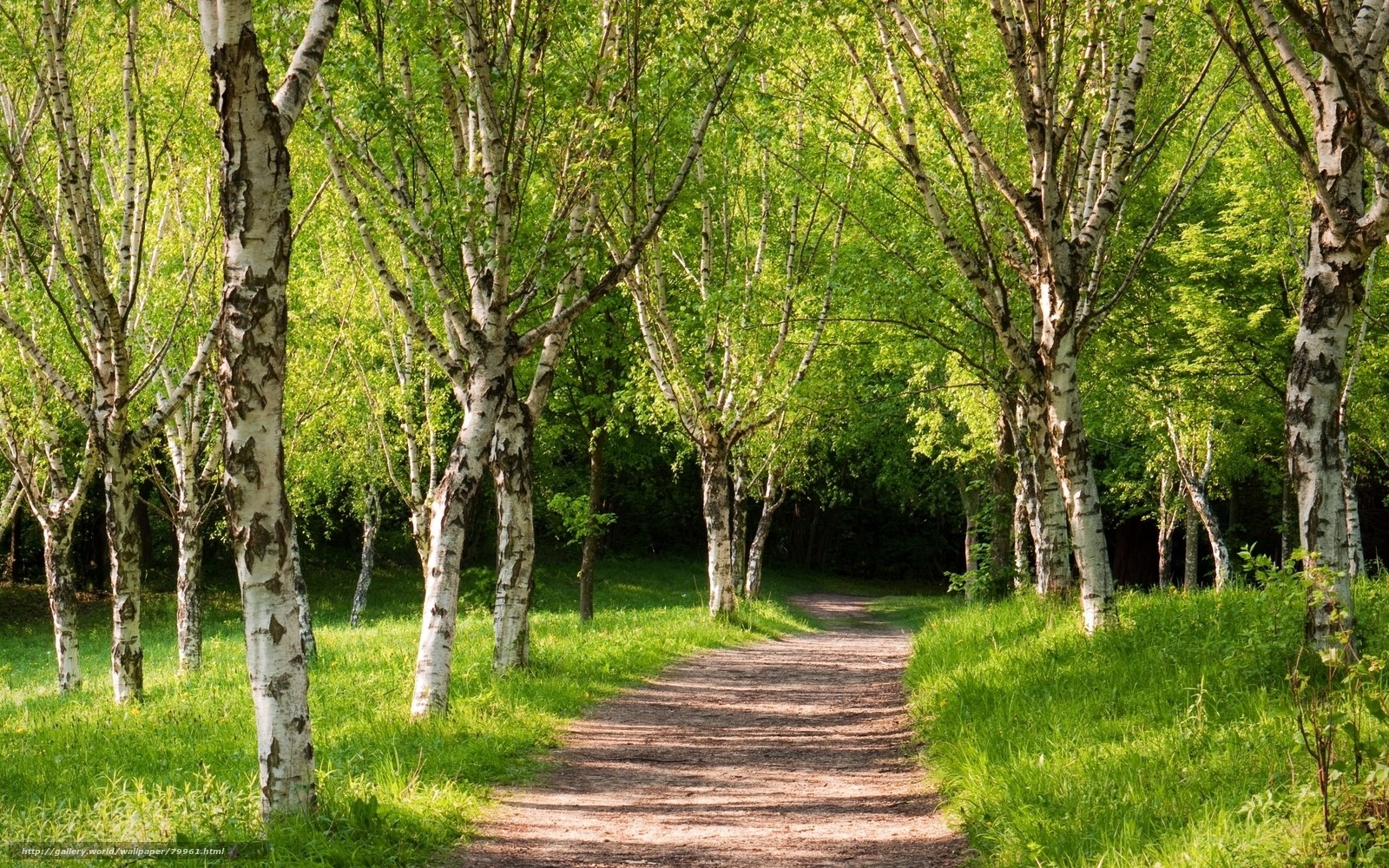 Path through birch forest