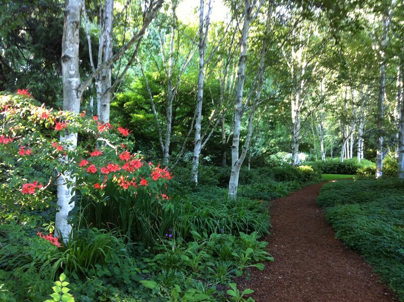 Path Through Birch Grove — Green