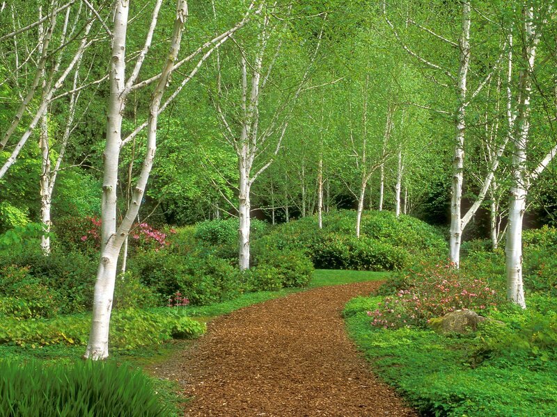 Path Through Birch Grove
