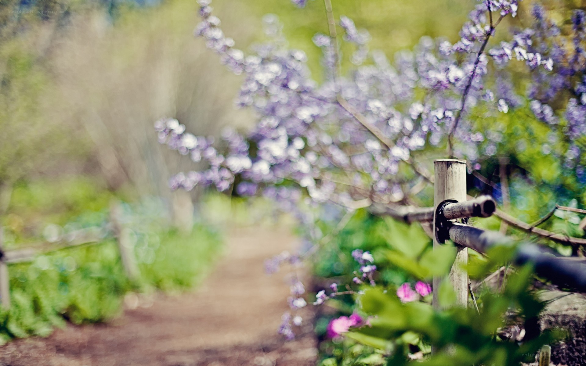 Path through blooming garden