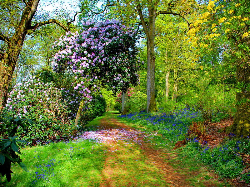 Path Through Blooming Garden — Green, Serene