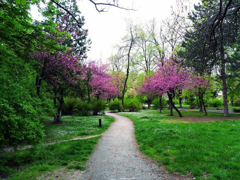 Path Through Blooming Trees — Green, Serene, Spring, Photograph, Grass, Flowers