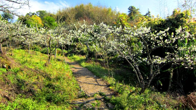 Path Through Blooming Trees — Green, Serene, Spring, Photograph