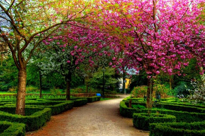 Path Through Blooming Trees — Pink