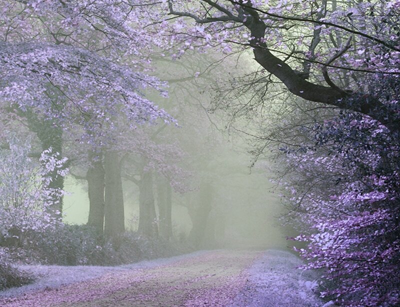 Path Through Blooming Trees — Purple