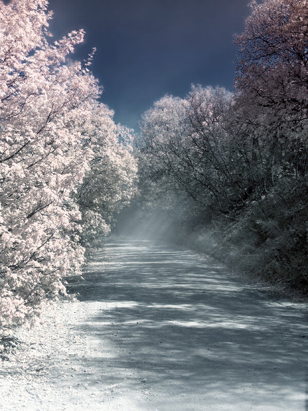 Path Through Blooming Trees — White