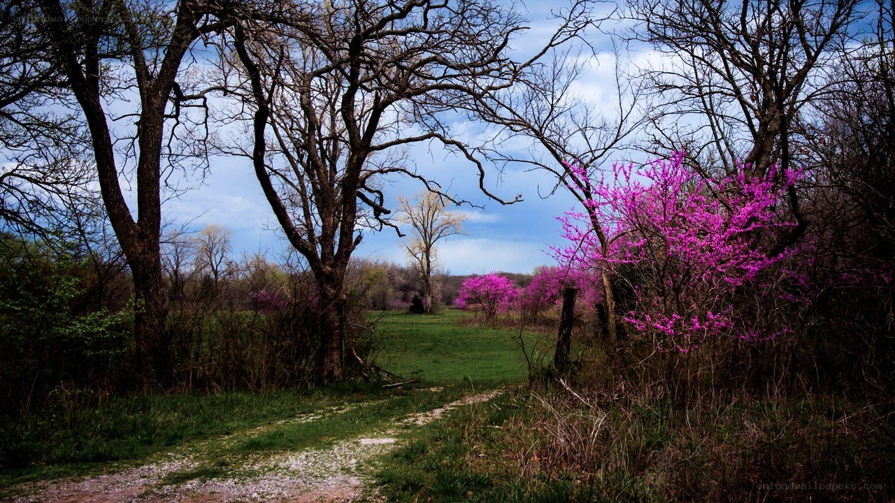 Path through blooming trees