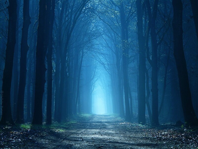 Path Through Blue Forest