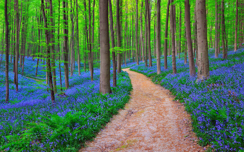 Path Through Bluebell Forest — Blue, Serene