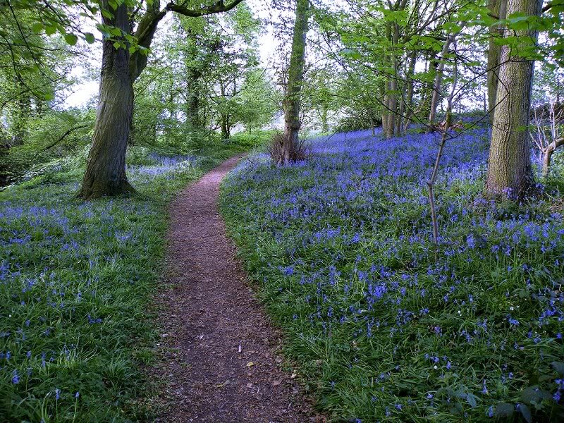 Path Through Bluebell Forest — Blue