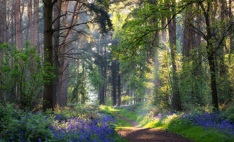 Path Through Bluebell Forest — Green, Serene, Morning, Photograph