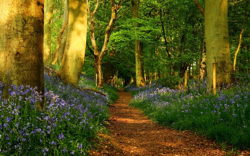 Path Through Bluebell Forest — Green, Serene, Morning