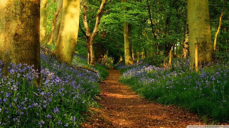 Path Through Bluebell Forest — Green, Serene, Spring, Photograph