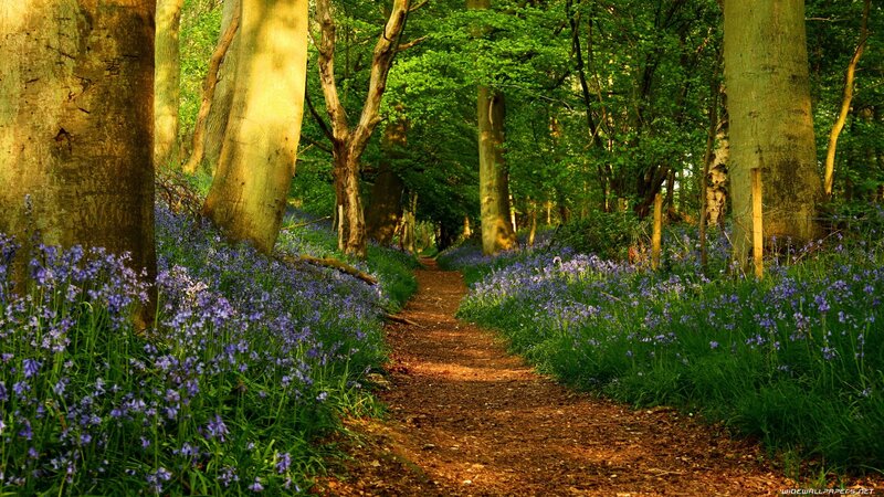 Path Through Bluebell Forest — Green, Serene, Spring, Photograph, Trees, Flowers, Dirt Path, Purple, Brown