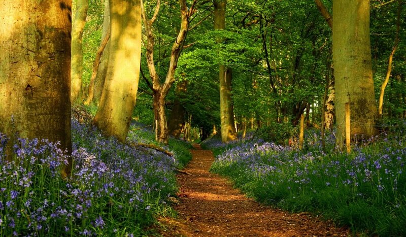 Path Through Bluebell Forest — Green, Serene, Spring, Photograph, Trees, Flowers, Dirt Path