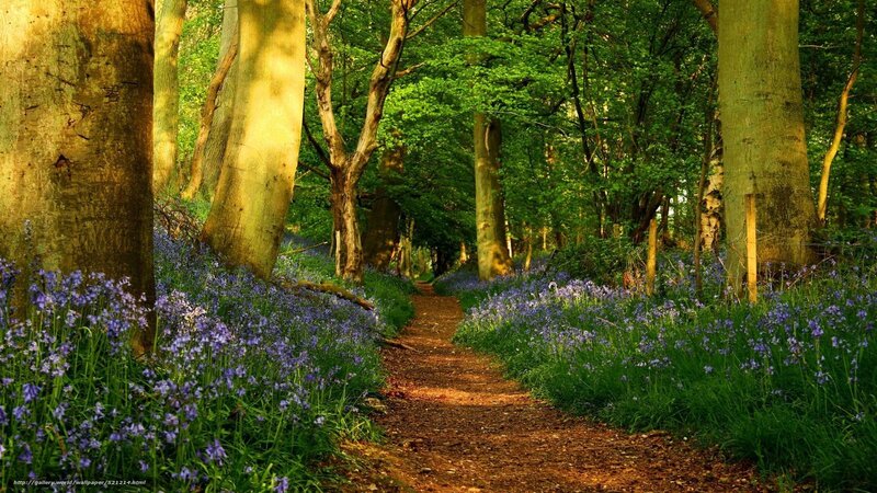 Path Through Bluebell Forest — Green, Serene, Spring, Photograph, Trees, Flowers, Sunlight