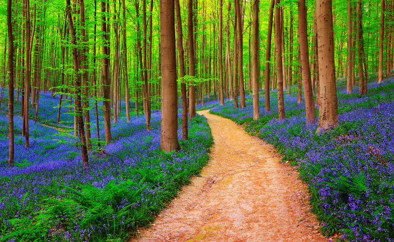 Path Through Bluebell Forest — Green, Serene, Spring, Photograph, Trees, Flowers