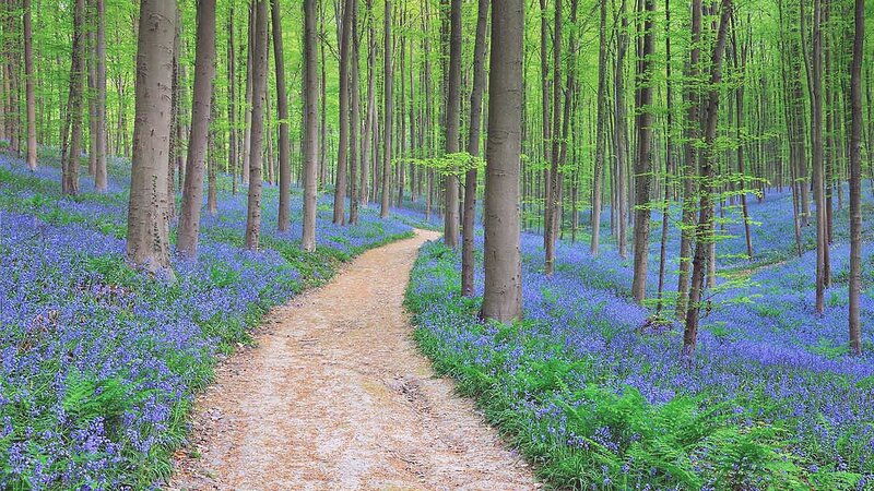 Path Through Bluebell Forest — Green, Serene, Spring, Photograph, Trees