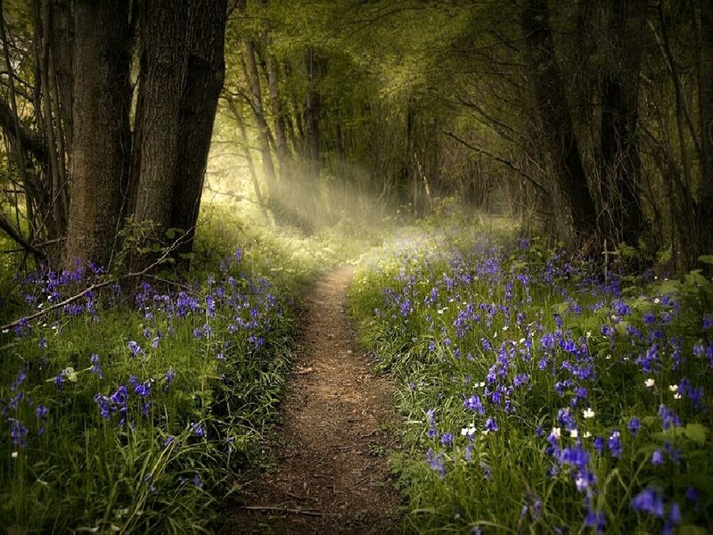 Path Through Bluebell Forest — Green, Serene, Spring
