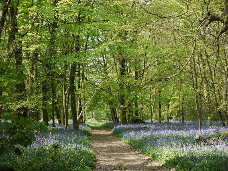 Path Through Bluebell Forest — Green, Serene