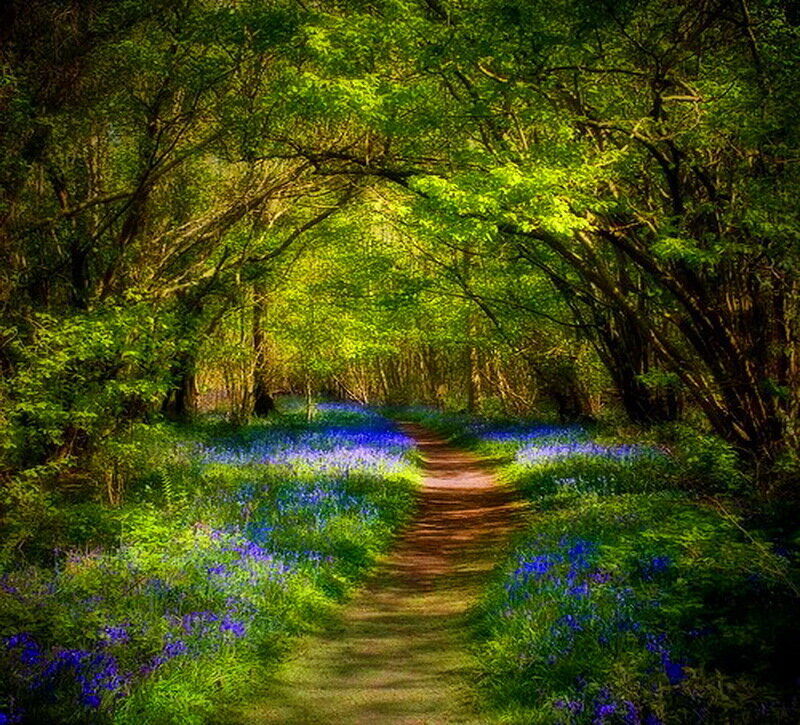 Path Through Bluebell Forest — Green