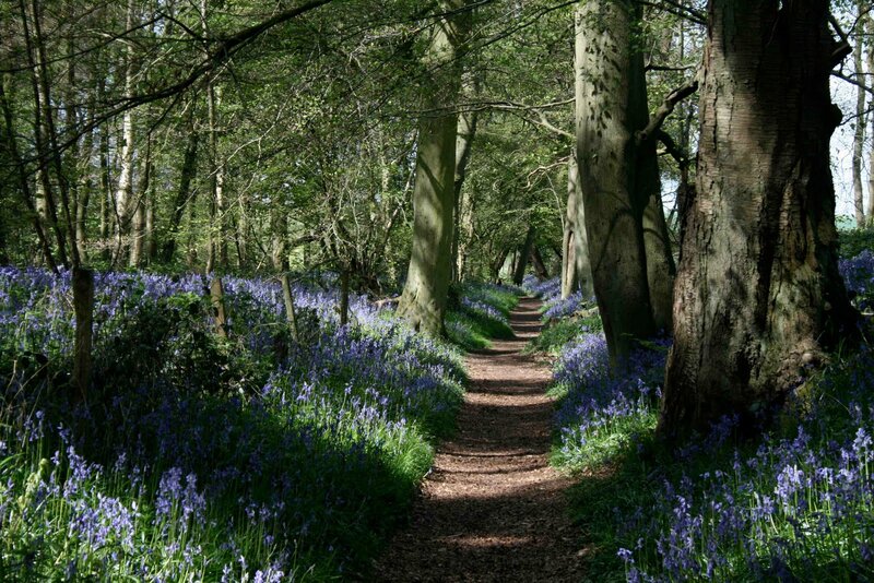 Path Through Bluebell Forest — Purple