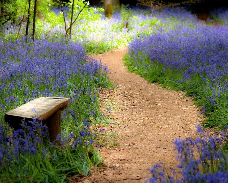 Path Through Bluebells