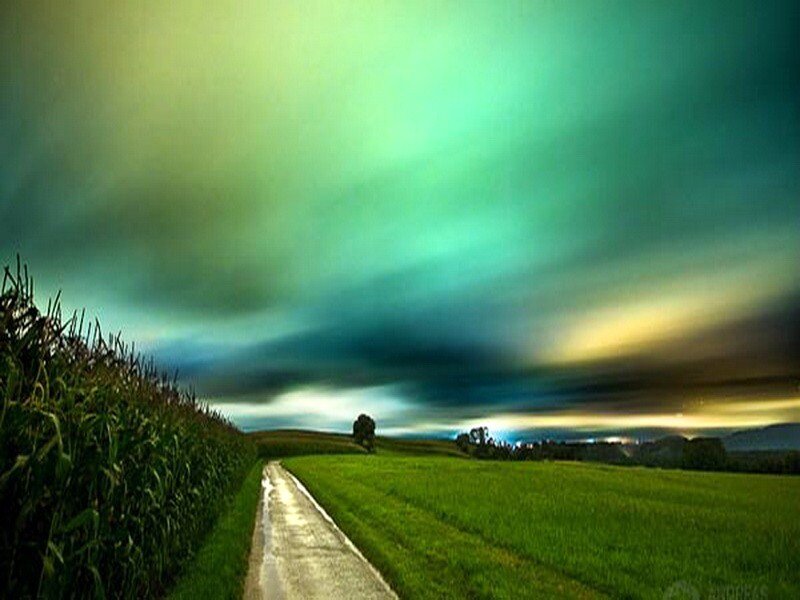Path Through Cornfield