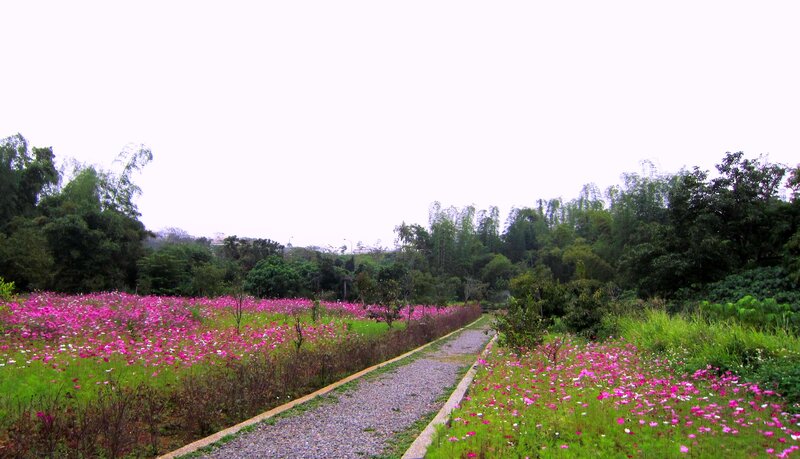 Path Through Cosmos Field
