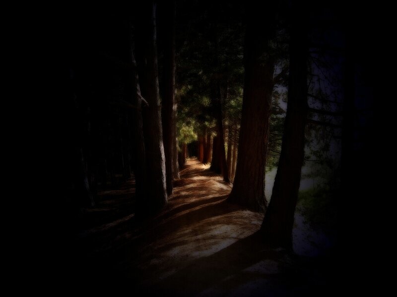 Path Through Dark Forest