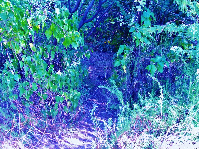 Path Through Dense Foliage