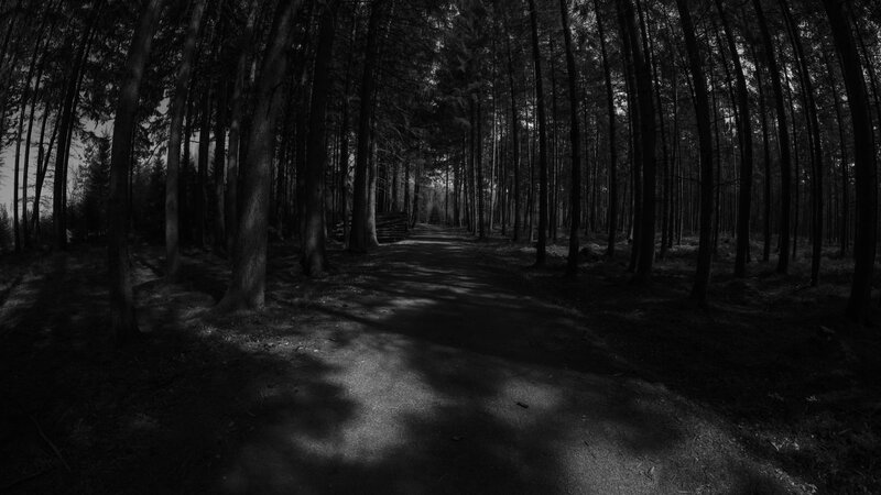 Path Through Dense Forest — Black