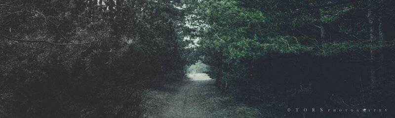Path Through Dense Forest